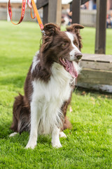 border collie