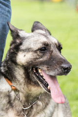 malinois