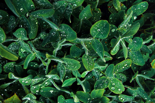 Green leaves with water drops