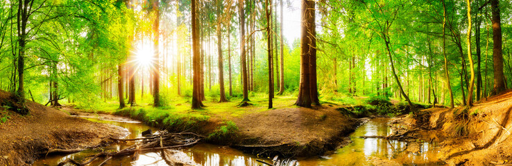 Fototapeta premium Piękna lasowa panorama z dużymi drzewami i jaskrawym słońcem