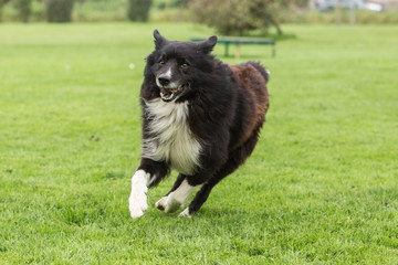 border collie