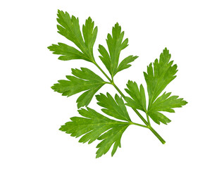 Parsley leaf