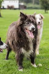 border collie