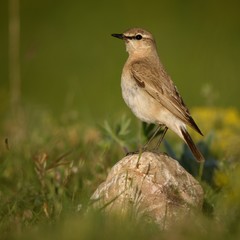 isabelline wheatear (Oenanthe isabellina) stands on rock with prey in beak