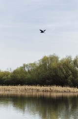 Obraz premium cormoran bird flying