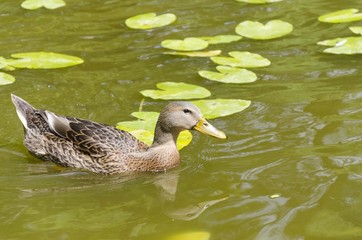duck in lake