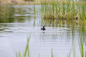 duck in lake
