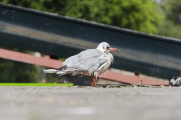 Fototapeta premium seagul bird portrait