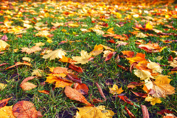 autumn leaves on ground. Autumn fall in park