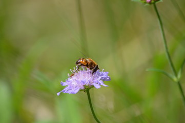 Witwenblume und Fliege