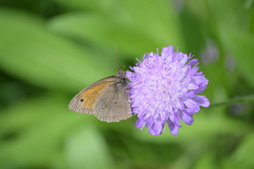 Obraz premium Samtfalter und Witwenblume