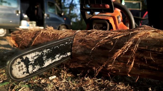 Lumberman using chainsaw sawing logs for firewood