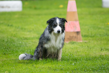 border collie