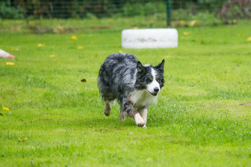 border collie
