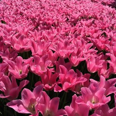 pink tulip field