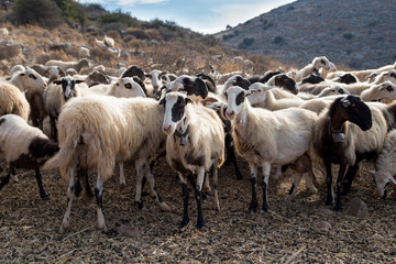 Herd of sheep in the pasture in the mountains. Crete, Greece.	