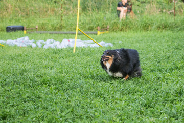 sheltie