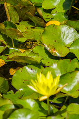 Frosch auf Seerosenbl&auml;ttern, bl&uuml;hende Seerose im Vordergrund