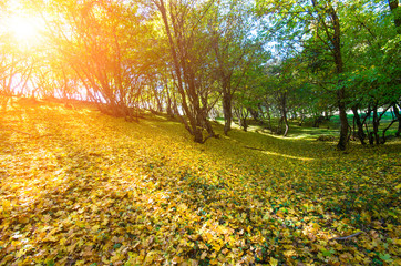 Bright sun through the trees on the slope of an autumn forest glade.