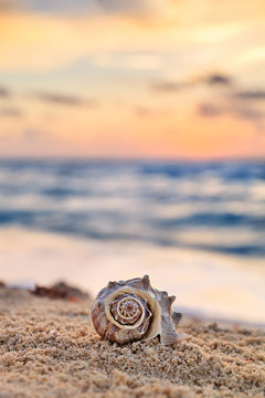 Spiral Shell on a Sandy Tropical Beach at Sunrise, Vacation Concept