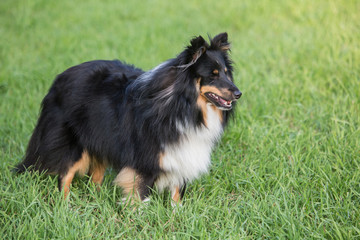 sheltie