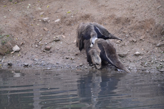 Tamanoir ou Grand fourmilier et sa prog&eacute;niture 