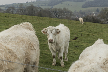 Cows grazing on a field. Normandy, France. Breed of large beef cattle. Cloudy morning in a countryside. Toned