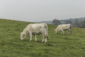 Cows grazing on a field. Normandy, France. Breed of large beef cattle. Cloudy morning in a countryside. Toned
