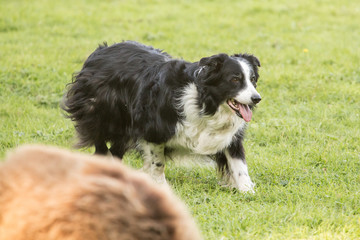 border collie