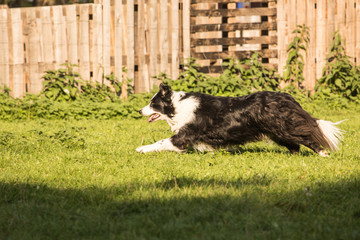 border collie