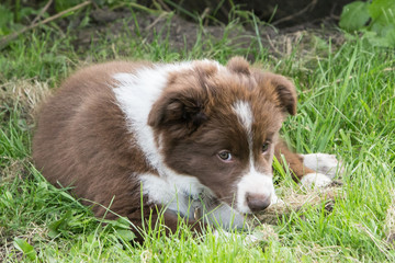 border collie