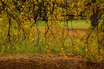 Fototapeta premium Autumn in Czech park