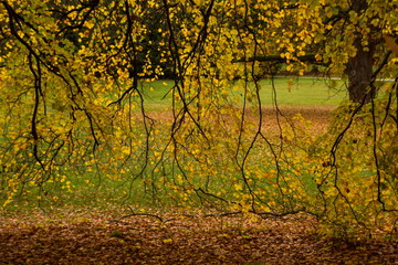 Autumn in Czech park