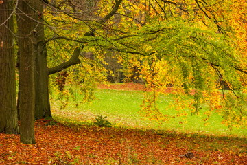 Autumn in Czech park
