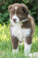 border collie