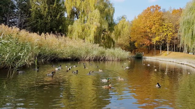 Autumn city park. Park in the fall. Ducks swim in the pond. Bright autumn trees in the park. Sunny day. Light breeze.