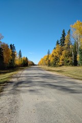 road with trees in autumn