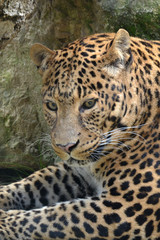 Guépard