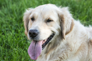 golden retrievers 