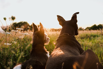 two dogs sunset light  - 178137806