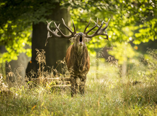 deer, hunting season, deer rut