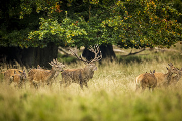 deer, hunting season, deer rut
