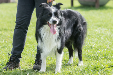 border collie