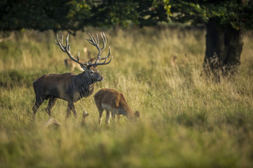 deer, hunting season, deer rut