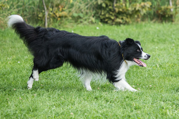 Fototapeta premium border collie