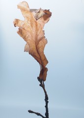 Dried autumn oak leaf. On a white background.