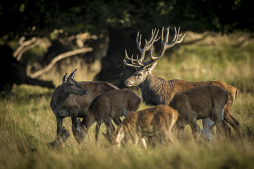 deer, hunting season, deer rut