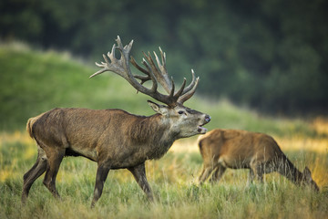deer, hunting season, deer rut