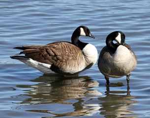 Goose 3