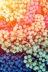 Grapes in a Box. Background of freshly picked grapes